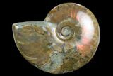 Flashy Red Iridescent Ammonite - Wide #127923-1